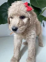 Penny, a female Goldendoodle and Labradoodle for sale in San Diego, CA – Photo 6 of 10