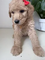 Penny, a female Goldendoodle and Labradoodle for sale in San Diego, CA – Photo 10 of 10