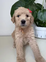 Penny, a female Goldendoodle and Labradoodle for sale in San Diego, CA – Photo 7 of 10