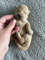 Penny, a male Goldendoodle for sale in San Diego, CA – Photo 10 of 10