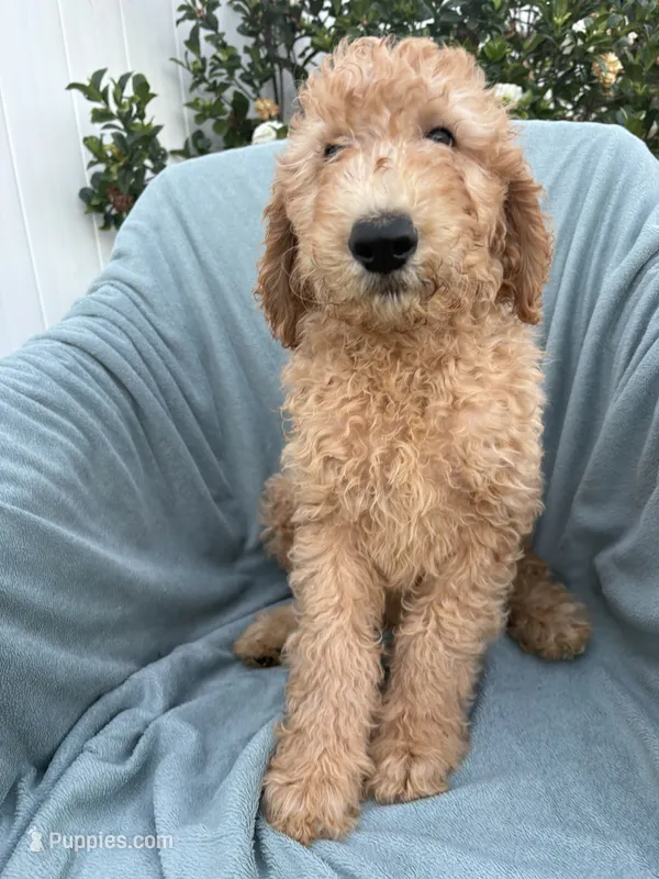 Max – Goldendoodle puppy for sale in San Diego, CA