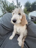 Petey, a male Goldendoodle and Labradoodle for sale in San Diego, CA – 7 of 10