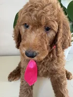 Oreo, a male Goldendoodle for sale in San Diego, CA – 8 of 10