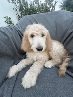 Petey, a male Goldendoodle and Labradoodle for sale in San Diego, CA – 9 of 10