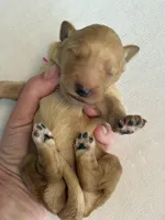 Cookie, a female Goldendoodle for sale in San Diego, CA – Photo 10 of 10