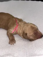 Cookie, a female Goldendoodle for sale in San Diego, CA – Photo 6 of 10