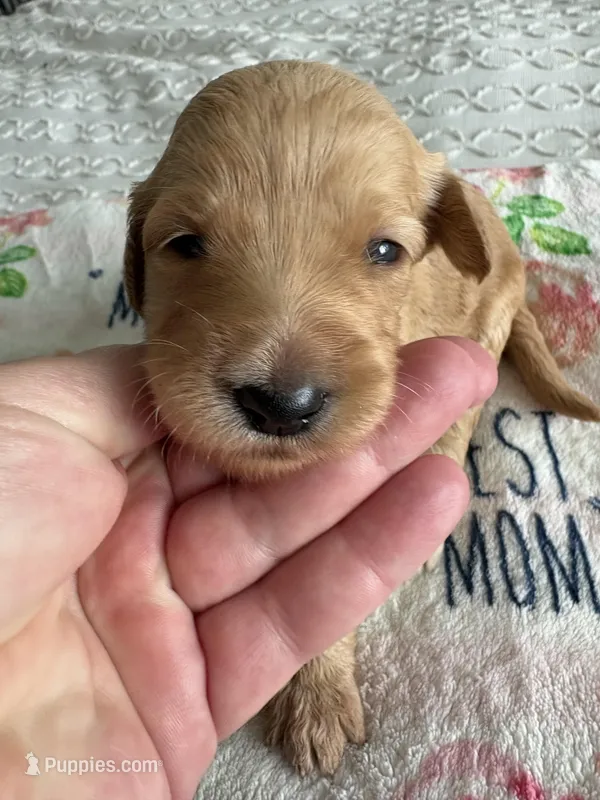 Cookie – Goldendoodle puppy for sale in San Diego, CA