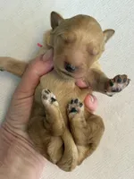 Cookie, a female Goldendoodle for sale in San Diego, CA – Photo 1 of 10