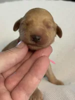 Cookie, a female Goldendoodle for sale in San Diego, CA – Photo 4 of 10