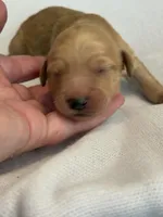 Cookie, a female Goldendoodle for sale in San Diego, CA – Photo 2 of 10