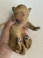 Cookie, a female Goldendoodle for sale in San Diego, CA – Photo 9 of 10