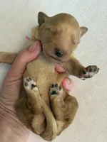 Cookie, a female Goldendoodle for sale in San Diego, CA – Photo 7 of 10