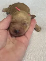 Cookie, a female Goldendoodle for sale in San Diego, CA – Photo 8 of 10