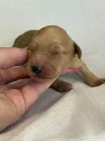 Cookie, a female Goldendoodle for sale in San Diego, CA – Photo 3 of 10