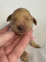 Cookie, a female Goldendoodle for sale in San Diego, CA – Photo 5 of 10