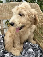 Pickles, a male Goldendoodle and Double Doodle for sale in San Diego, CA – 8 of 10