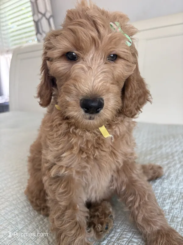 Nelly – Goldendoodle puppy for sale in San Diego, CA