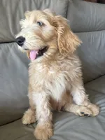 Mr Pickles, a male Goldendoodle and Labradoodle for sale in San Diego, CA – 7 of 10