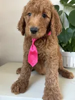 Oreo, a male Goldendoodle for sale in San Diego, CA – 10 of 10