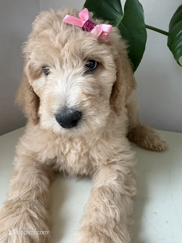 Penny – Goldendoodle, Double Doodle puppy for sale in San Diego, CA