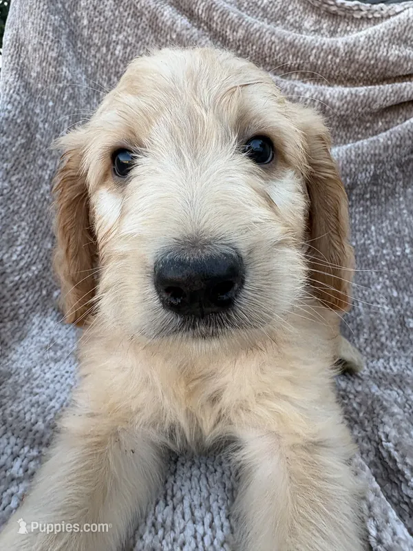 Petey – Goldendoodle, Labradoodle puppy for sale in San Diego, CA