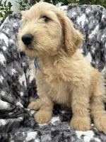 Pax, a male Goldendoodle and Double Doodle for sale in San Diego, CA – 7 of 10