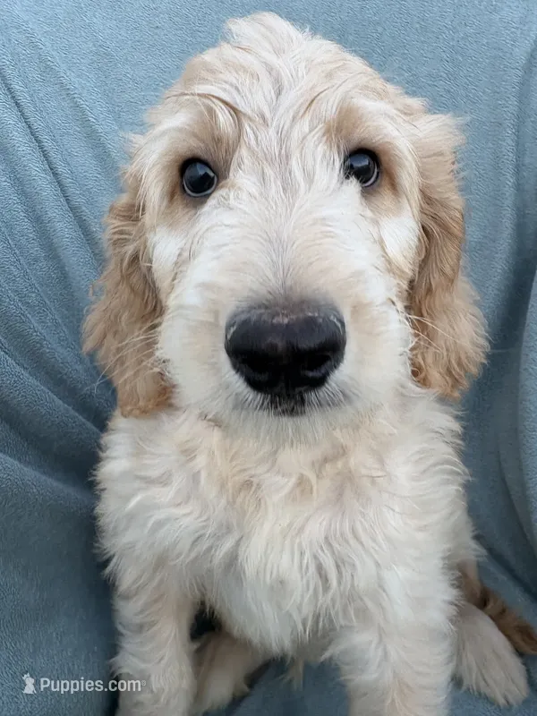 Petey – Goldendoodle, Double Doodle puppy for sale in San Diego, CA