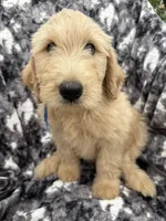 Pax, a male Goldendoodle and Double Doodle for sale in San Diego, CA – 1 of 10