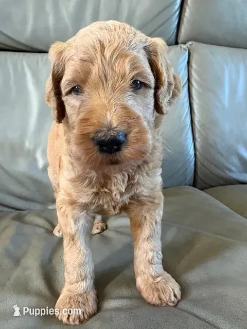 Chuck – Goldendoodle, Labradoodle puppy for sale in San Diego, CA