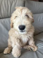 Mr Pickles, a male Goldendoodle and Labradoodle for sale in San Diego, CA – 10 of 10