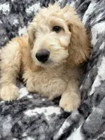 Petey, a male Goldendoodle and Double Doodle for sale in San Diego, CA – 4 of 10
