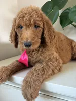 Oreo, a male Goldendoodle for sale in San Diego, CA – 5 of 10