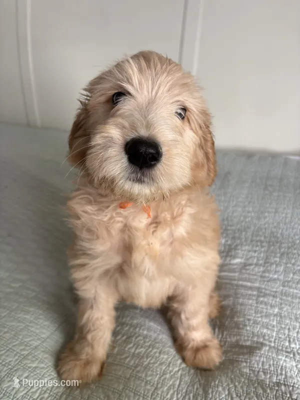 Pickles – Goldendoodle, Double Doodle puppy for sale in San Diego, CA
