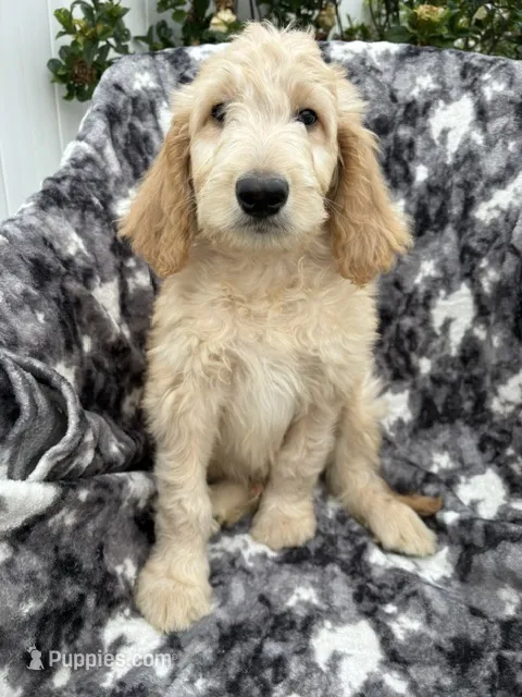 Petey – Goldendoodle, Double Doodle puppy for sale in San Diego, CA