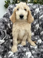 Petey, a male Goldendoodle and Double Doodle for sale in San Diego, CA – 1 of 10