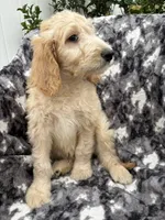 Petey, a male Goldendoodle and Double Doodle for sale in San Diego, CA – 5 of 10
