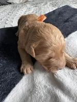 Coco, a female Goldendoodle for sale in San Diego, CA – Photo 6 of 8