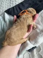 Coco, a female Goldendoodle for sale in San Diego, CA – Photo 8 of 8