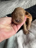 Coco, a female Goldendoodle for sale in San Diego, CA – Photo 1 of 8