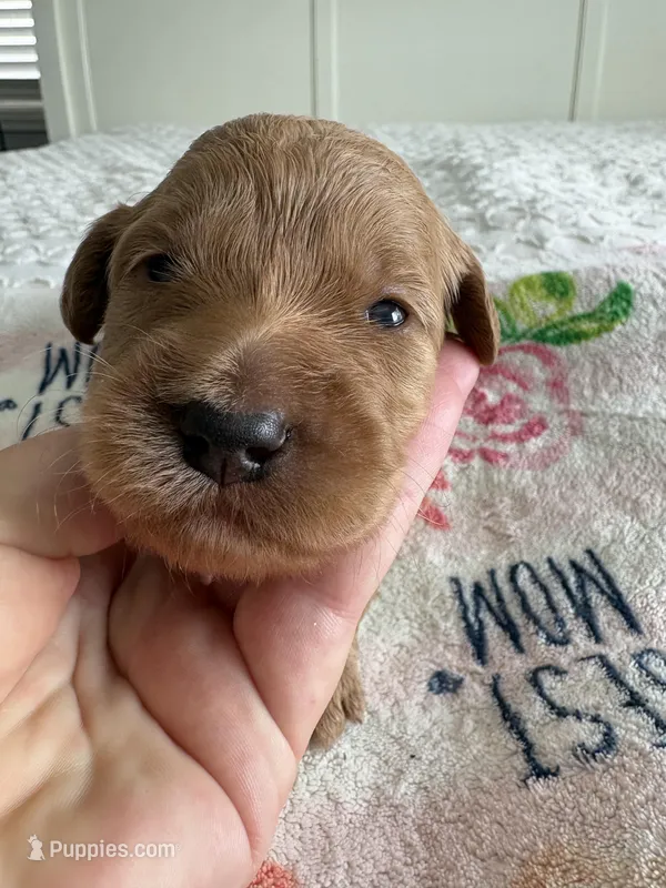 Coco – Goldendoodle puppy for sale in San Diego, CA