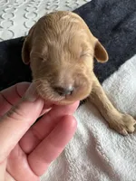 Coco, a female Goldendoodle for sale in San Diego, CA – Photo 3 of 8