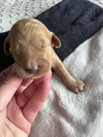 Coco, a female Goldendoodle for sale in San Diego, CA – Photo 2 of 8