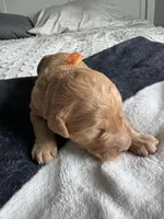 Coco, a female Goldendoodle for sale in San Diego, CA – Photo 7 of 8