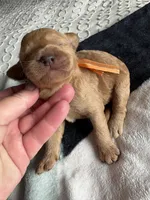 Coco, a female Goldendoodle for sale in San Diego, CA – Photo 5 of 8