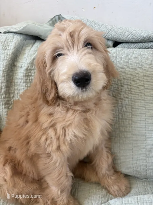 Pickles – Goldendoodle, Double Doodle puppy for sale in San Diego, CA