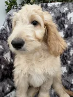 Petey, a male Goldendoodle and Double Doodle for sale in San Diego, CA – 8 of 10
