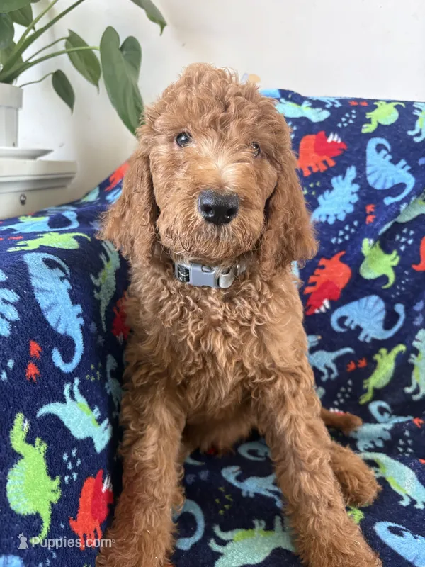 Oreo – Goldendoodle puppy for sale in San Diego, CA