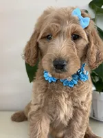 Nelly, a female Goldendoodle for sale in San Diego, CA – 6 of 10