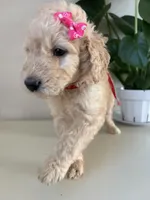Piper, a female Goldendoodle and Labradoodle for sale in San Diego, CA – Photo 8 of 10