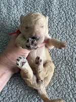 Piper, a male Double Doodle for sale in San Diego, CA – Photo 7 of 10